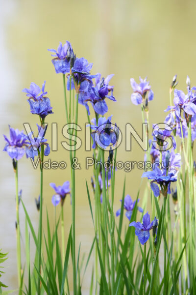 Iris sikkimensis