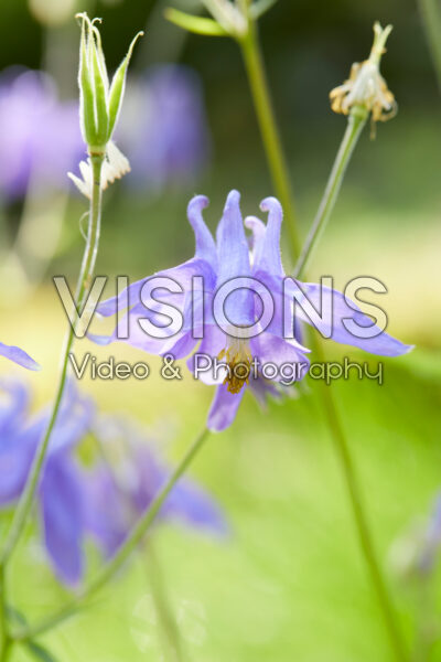 Aquilegia nigricans