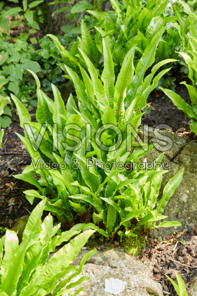 Asplenium scolopendrium Undulatum Asplenium scolopendrium Undulatum
