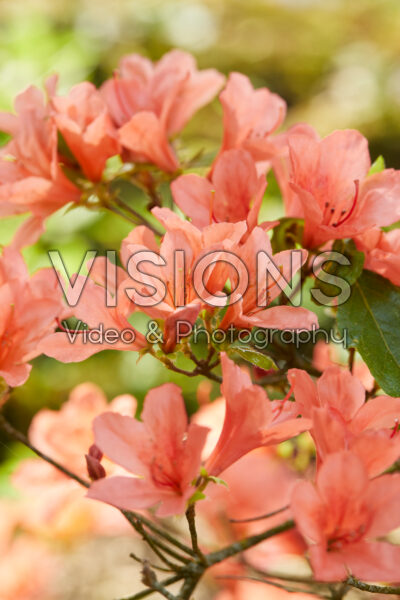 Rhododendron