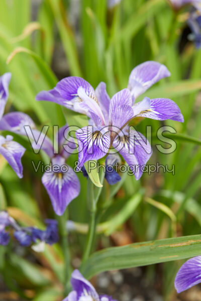 Iris versicolor