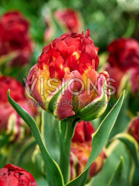 Tulipa Ice Cream Sorbet Tulipa Ice Cream Sorbet