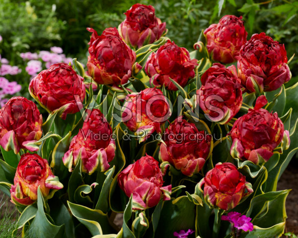 Tulipa Ice Cream Sorbet Tulipa Ice Cream Sorbet
