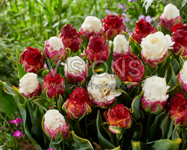 Tulipa Ice Cream, Ice Cream Sorbet Tulipa Ice Cream, Ice Cream Sorbet
