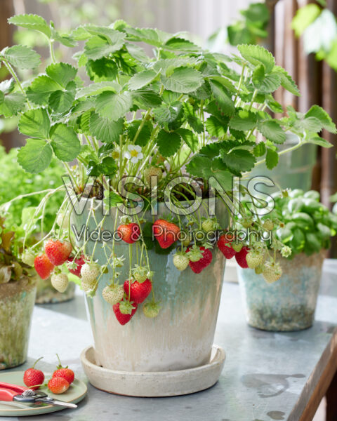 Fragaria x ananassa Sonsation