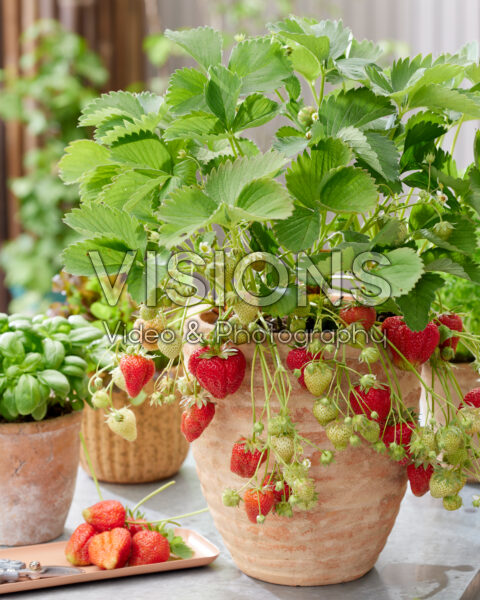 Fragaria x ananassa Elsanta