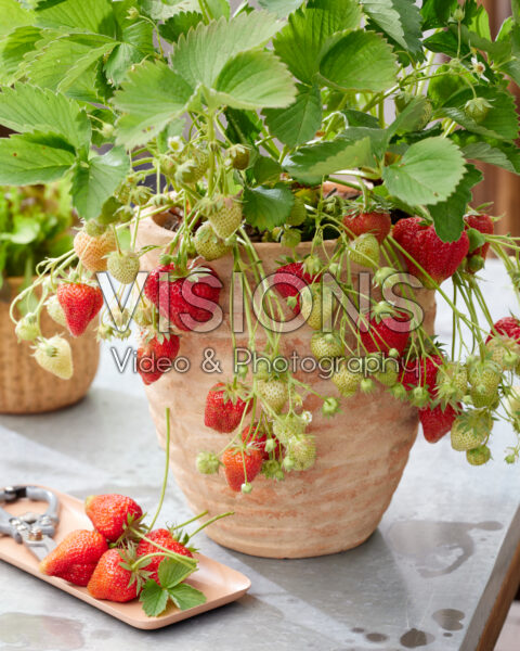 Fragaria x ananassa Elsanta