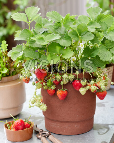 Fragaria x ananassa Limalexia