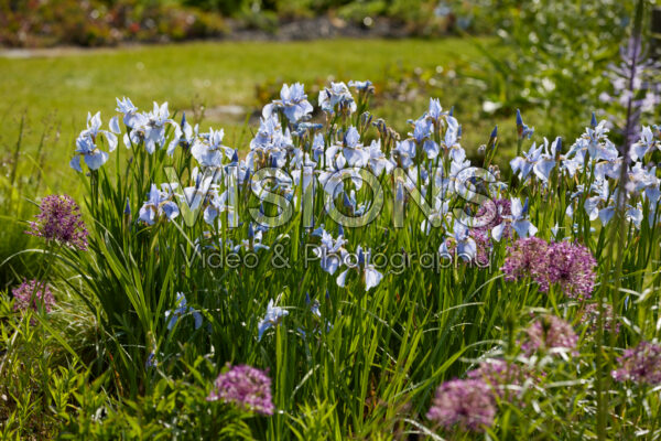 Iris sibirica Perry's Blue