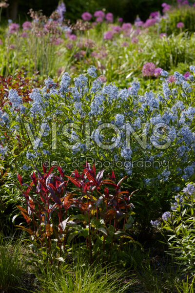 Amsonia tabernaemontana var. salicifolia Amsonia tabernaemontana var. salicifolia