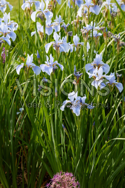 Iris sibirica Perry's Blue