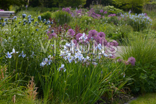 Vaste planten tuin Vaste planten tuin