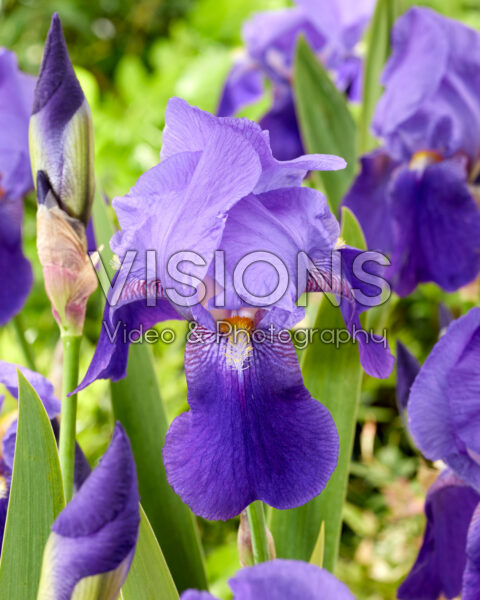 Iris Joanna Iris Joanna