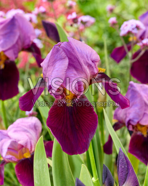 Iris Cameroun