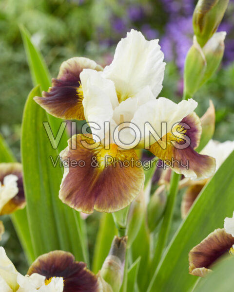 Iris Pookanilly