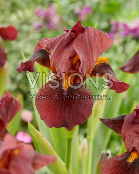 Iris Red Zinger Iris Red Zinger