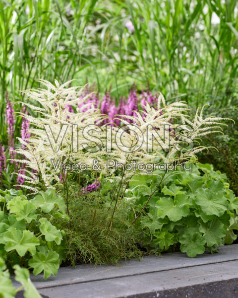 Aruncus Silver Filigree