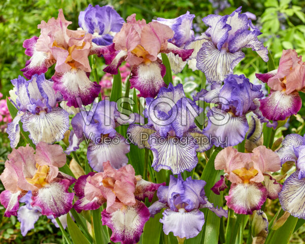 Iris germanica mix