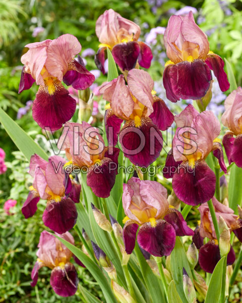Iris Indian Chief Iris Indian Chief