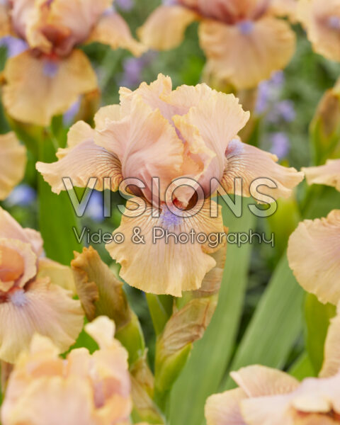 Iris Country Dance