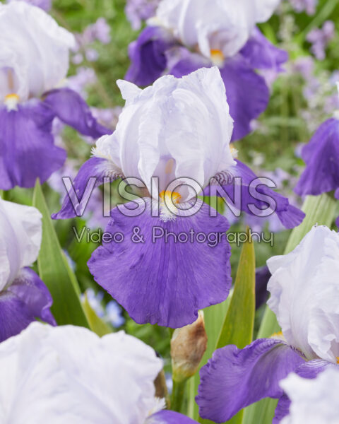 Iris Arpège Iris Arpège