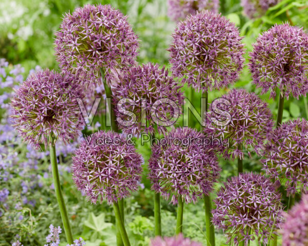 Allium Atlas
