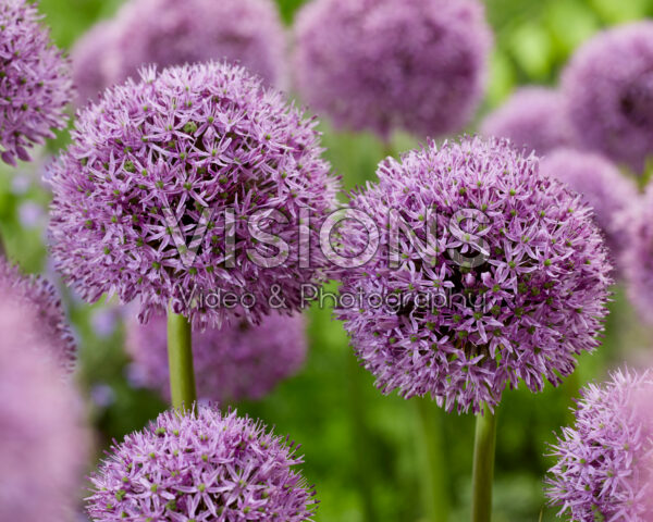 Allium Gladiator