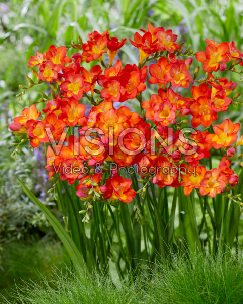 Freesia Rubina