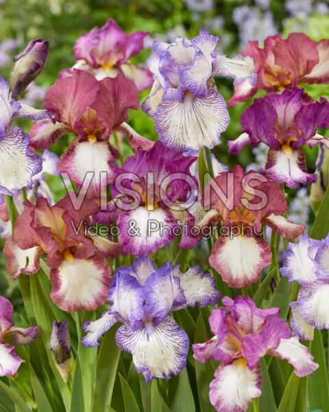 Iris germanica mix