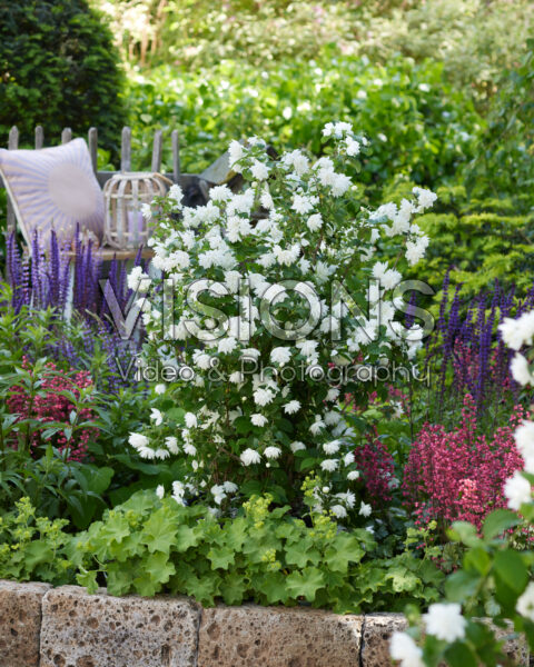 Philadelphus Pearls of Perfume Philadelphus Pearls of Perfume