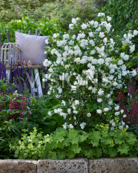 Philadelphus Pearls of Perfume Philadelphus Pearls of Perfume