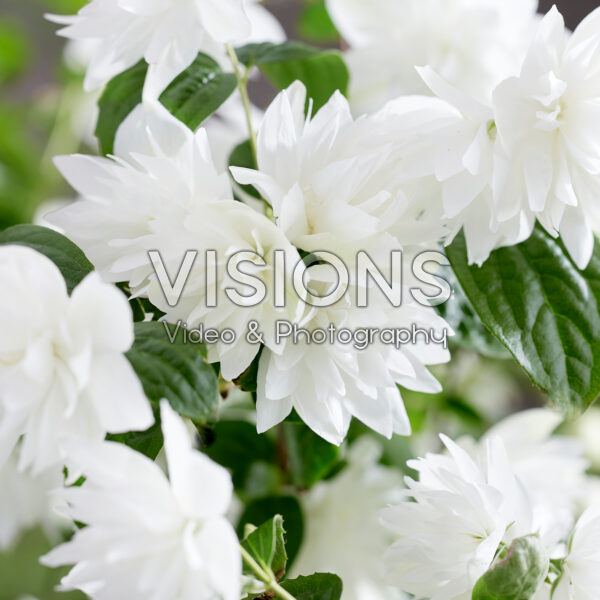 Philadelphus Pearls of Perfume