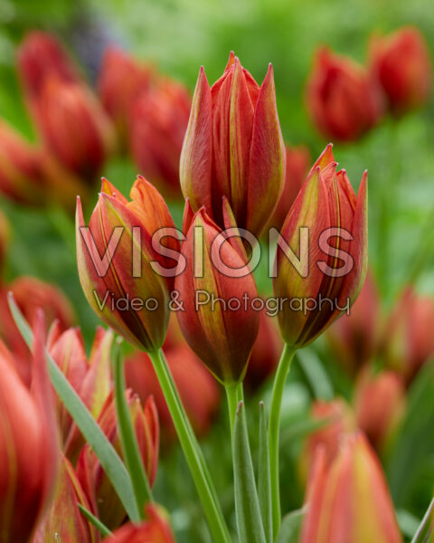 Tulipa Mara Tulipa Mara