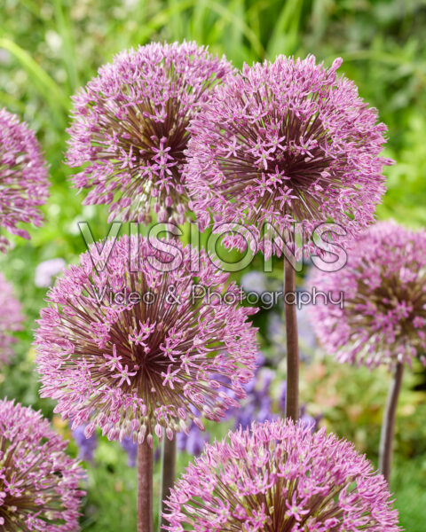 Allium purple
