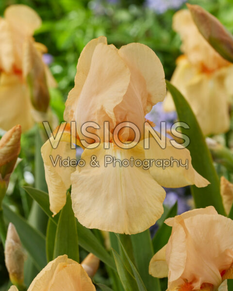 Iris Lunar Fire