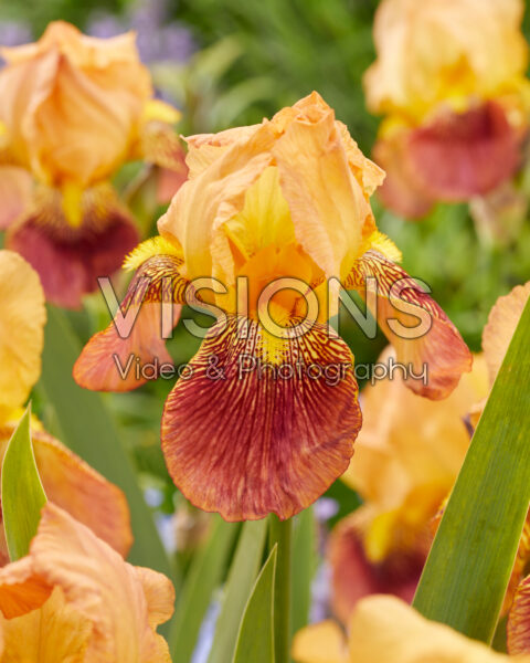 Iris Bronze Charm Iris Bronze Charm