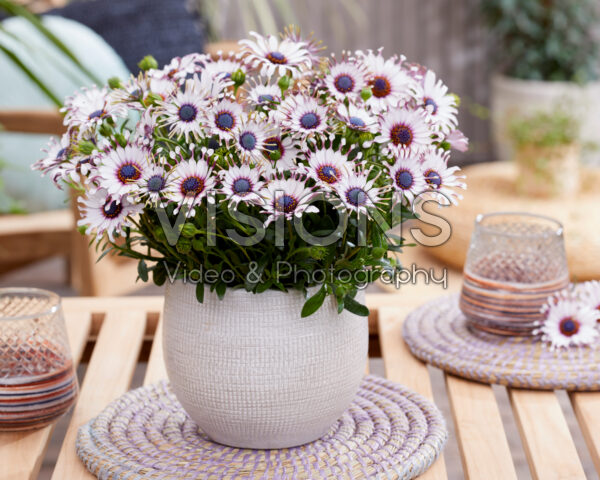 Osteospermum Sunny® Philip