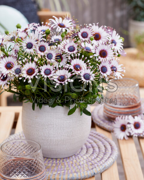Osteospermum Sunny® Philip Osteospermum Sunny® Philip