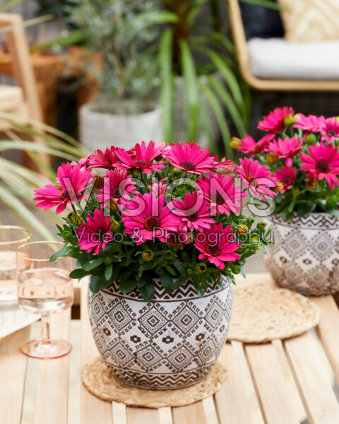 Osteospermum Sunny® Kylie Osteospermum Sunny® Kylie