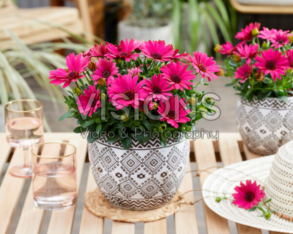 Osteospermum Sunny® Kylie