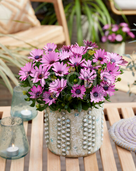 Osteospermum Sunny® Dina