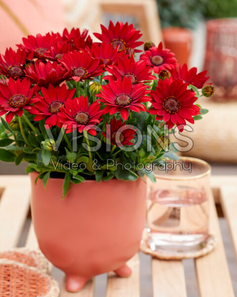 Osteospermum Sunny® Dixie Osteospermum Sunny® Dixie