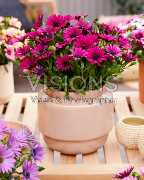 Osteospermum Sunny® Mary