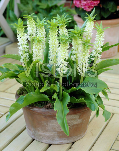 Eucomis autumnalis Eucomis autumnalis