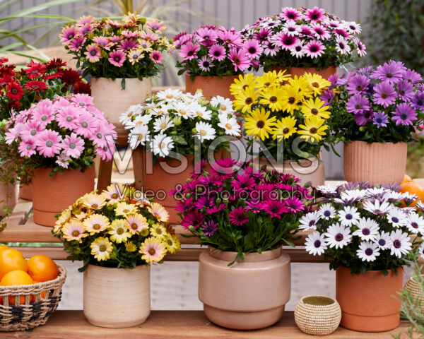 Osteospermum Sunny® collection Osteospermum Sunny® collection