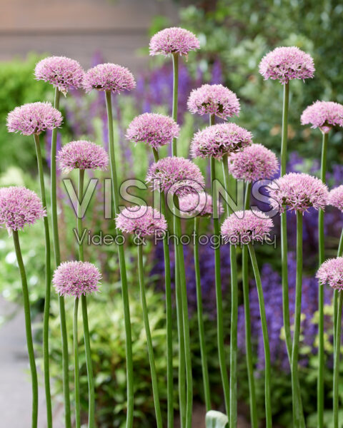 Allium New York