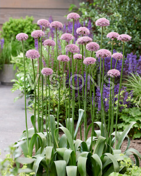 Allium New York Allium New York