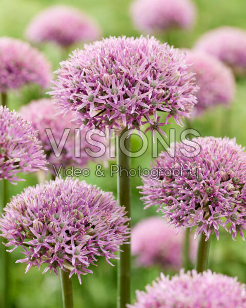 Allium New York Allium New York