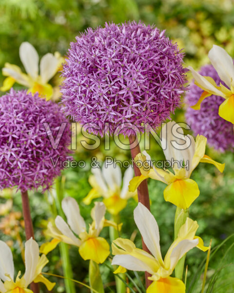Allium Globemaster, Iris Symphony