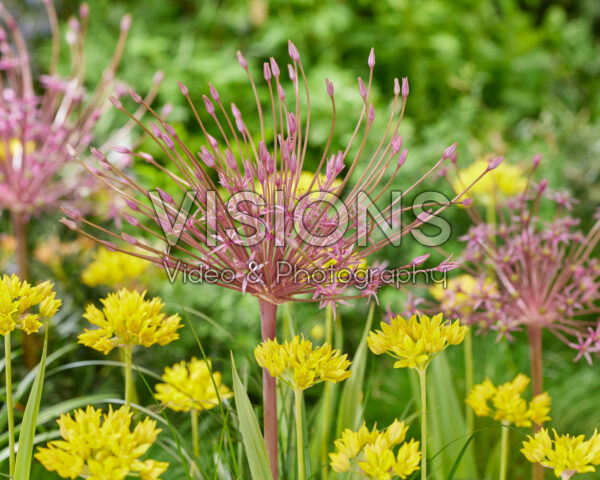Allium moly, schubertii